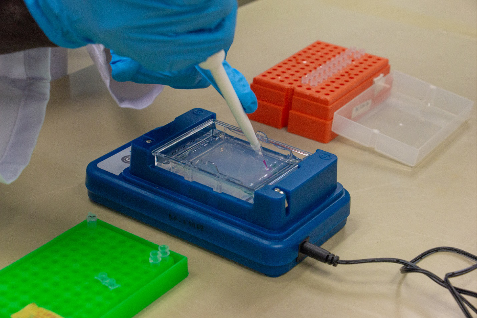 Loading PCR products on an agarose gel for agarose gel electrophoresis Photo: Jérôme Delamare-Deboutteville/WorldFish